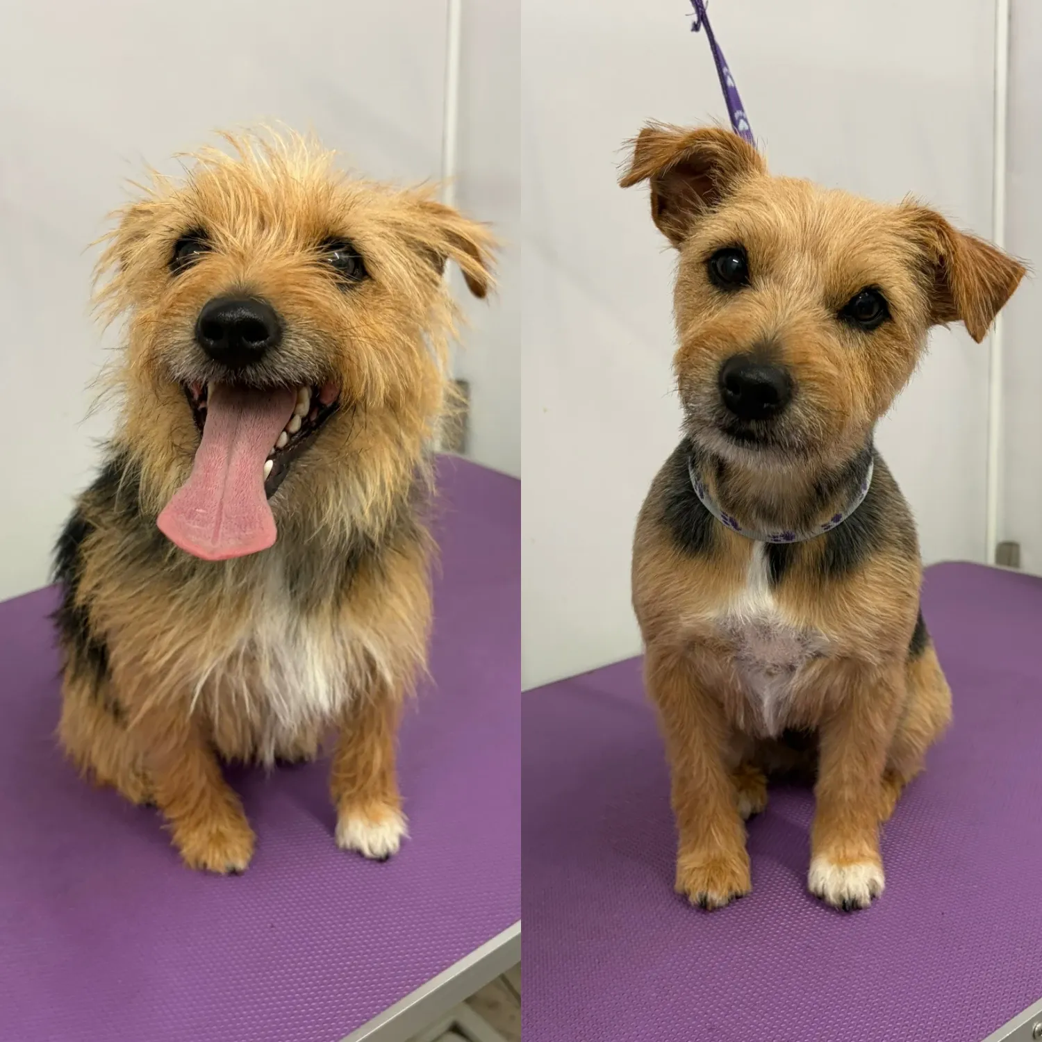 Terrier before and after a tidy groom at Leoluxe