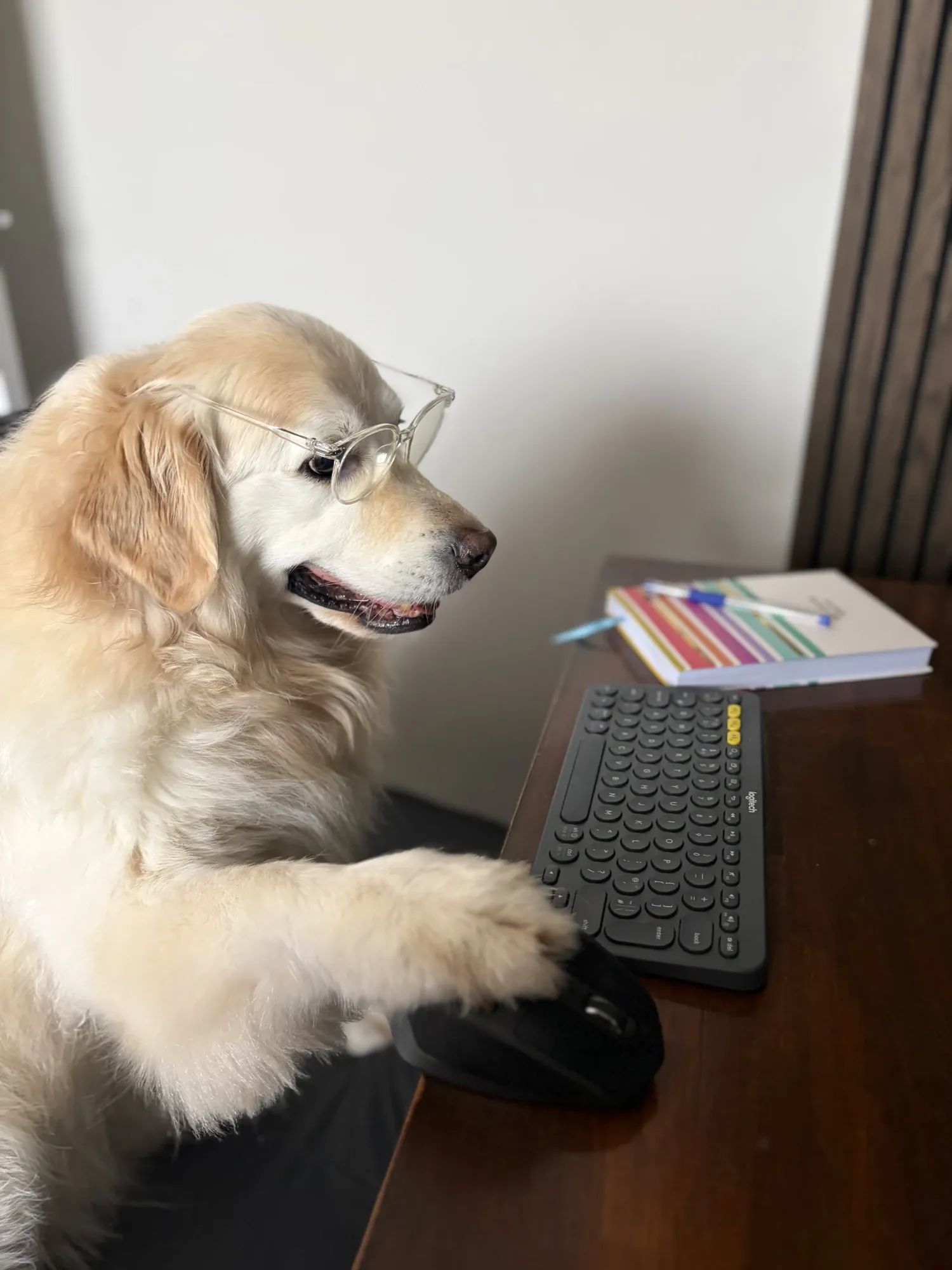 Leo at the computer