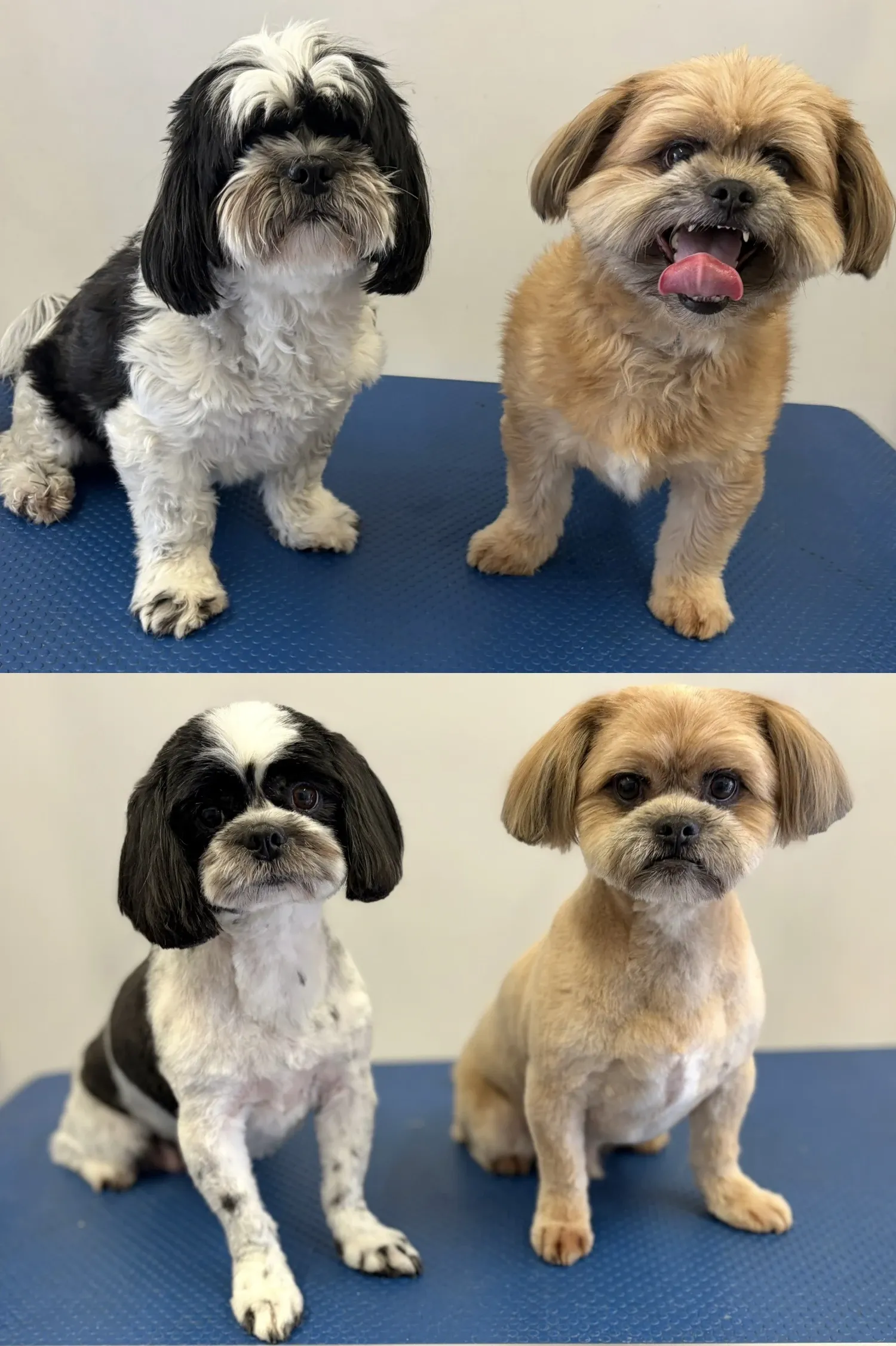 Two small dogs before and after their grooms at Leoluxe