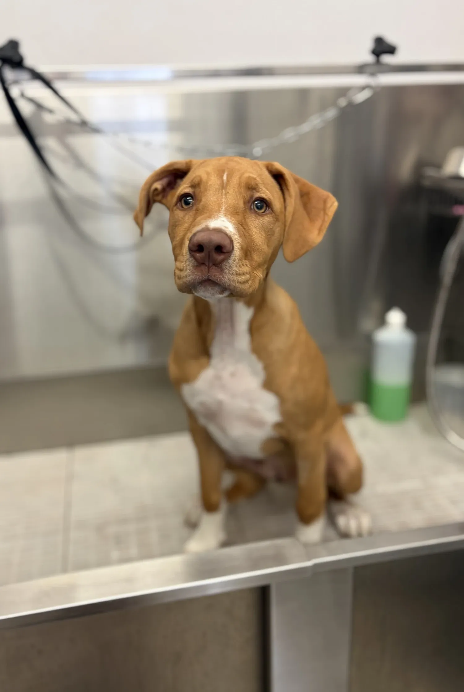 Dog enjoying a bath during a grooming appointment