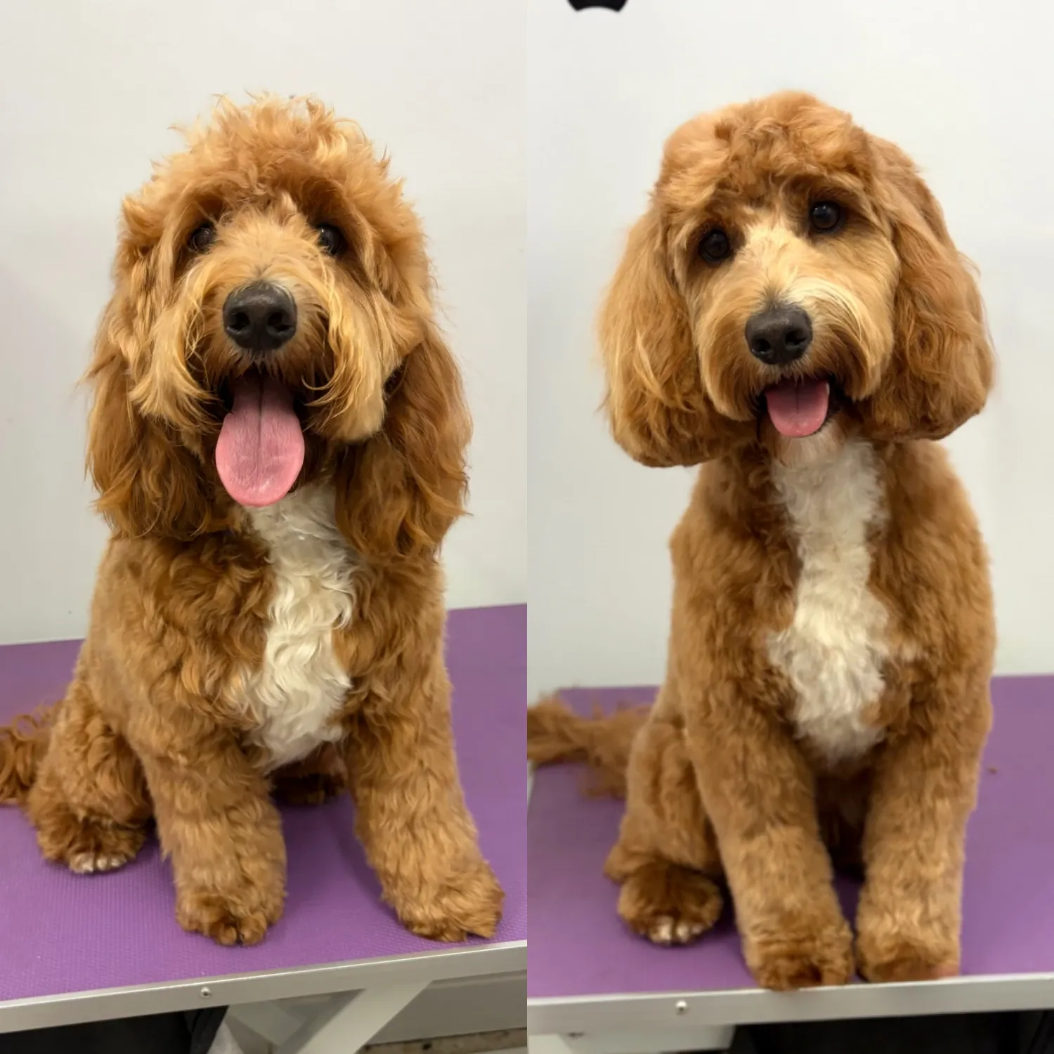 Cockapoo before and after a full groom at Leoluxe