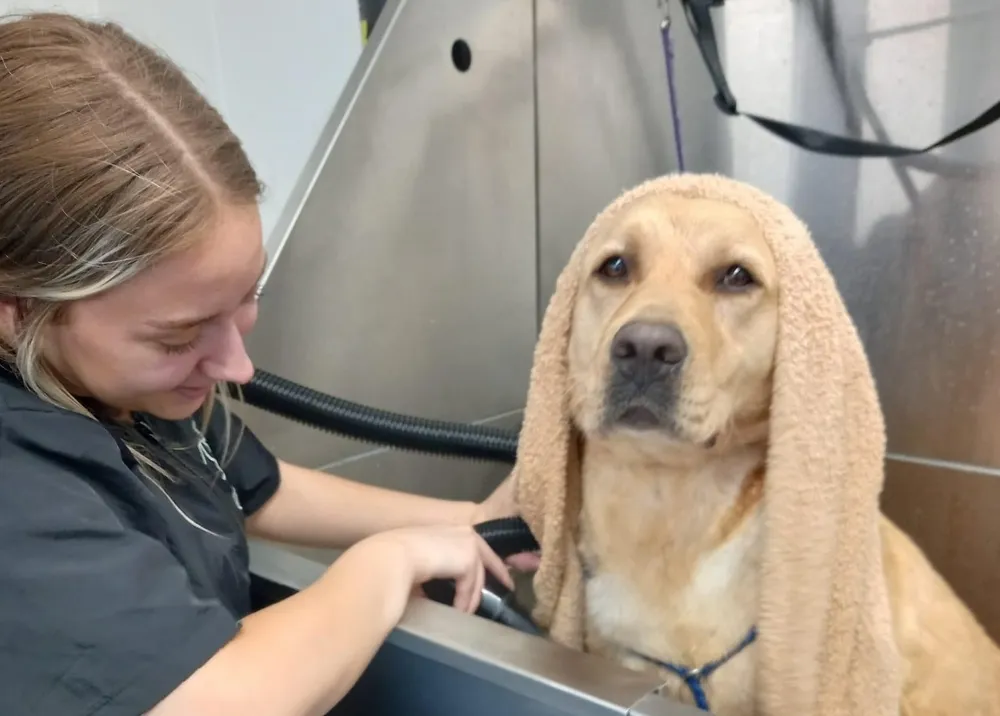 Dog relaxing in the bath during a grooming appointment