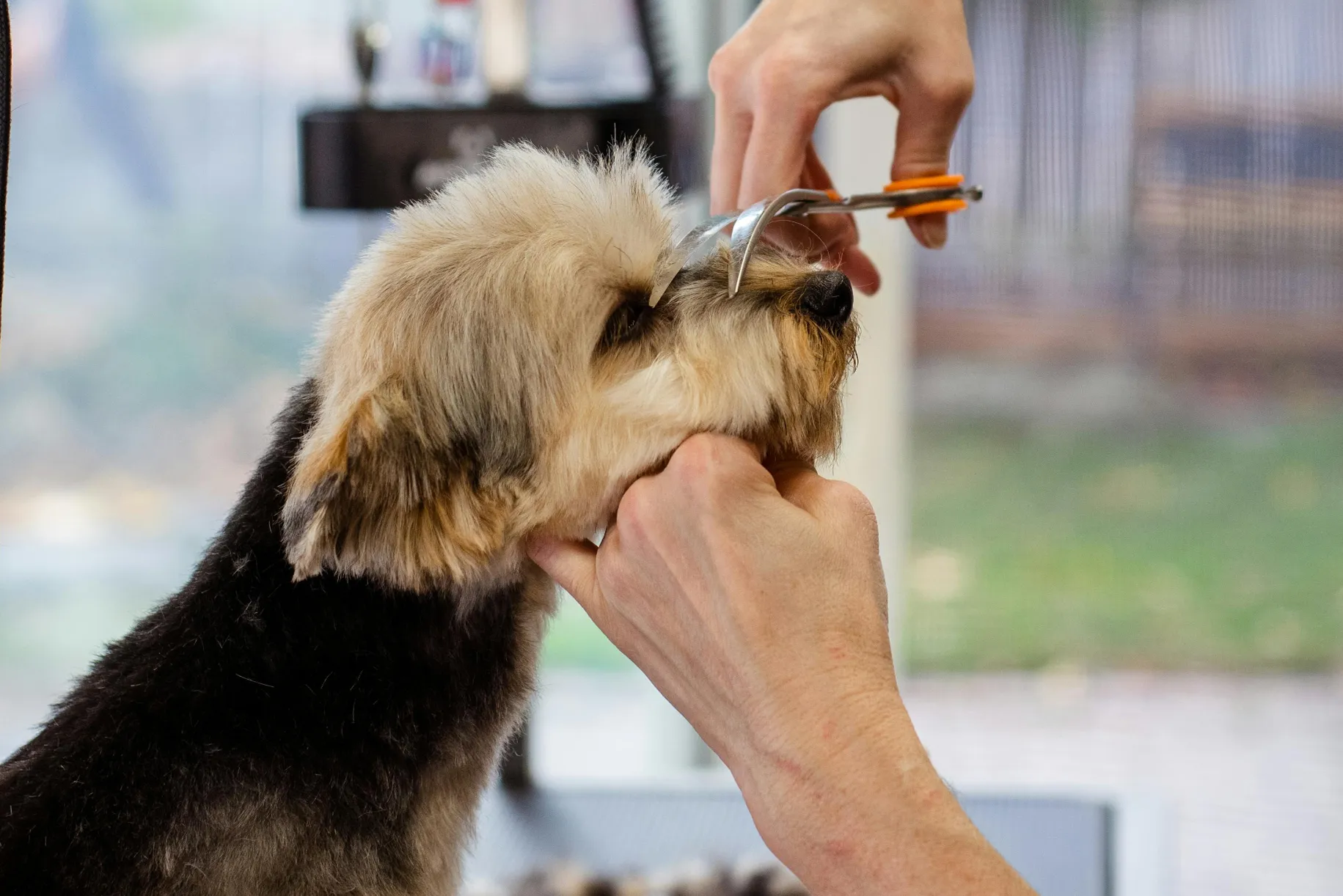 Dog receiving a mini tidy grooming service